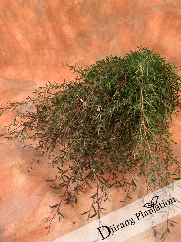 Bronze Teatree1