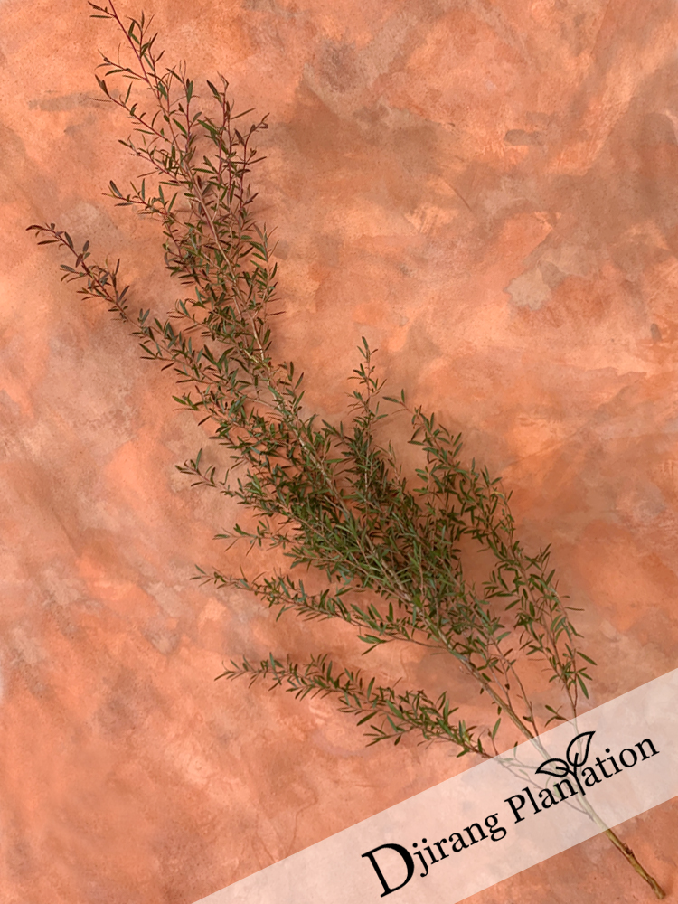 Bronze tea tree2