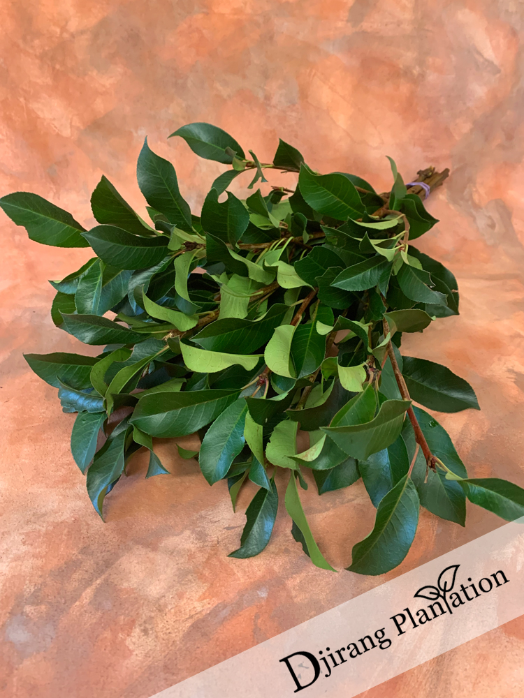 Greenphotinia1