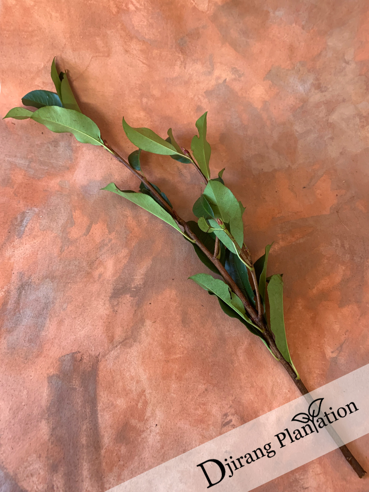 greenphotinia2