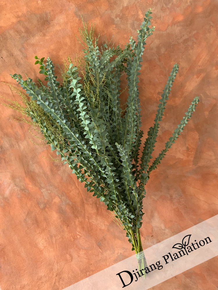 knifewattle2