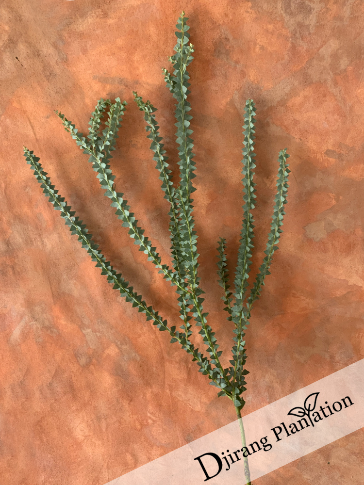 knifewattle3