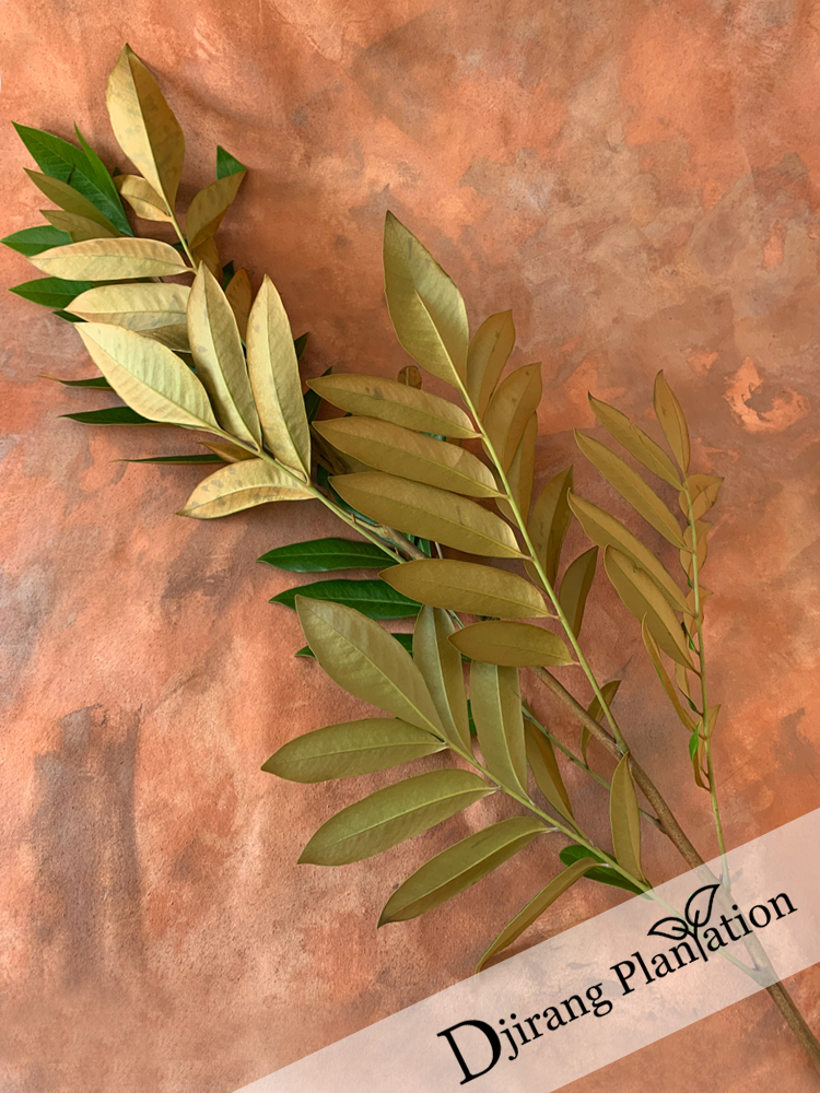 Hidden Bronze2