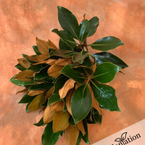 Magnolia Little Gem Short