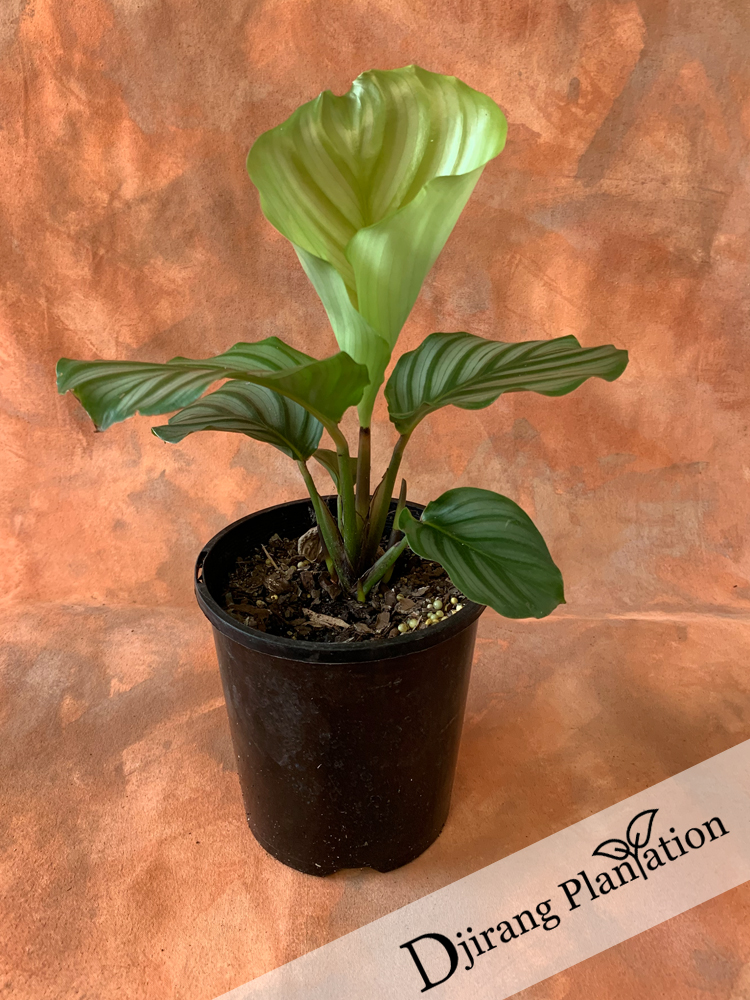 Calathea1
