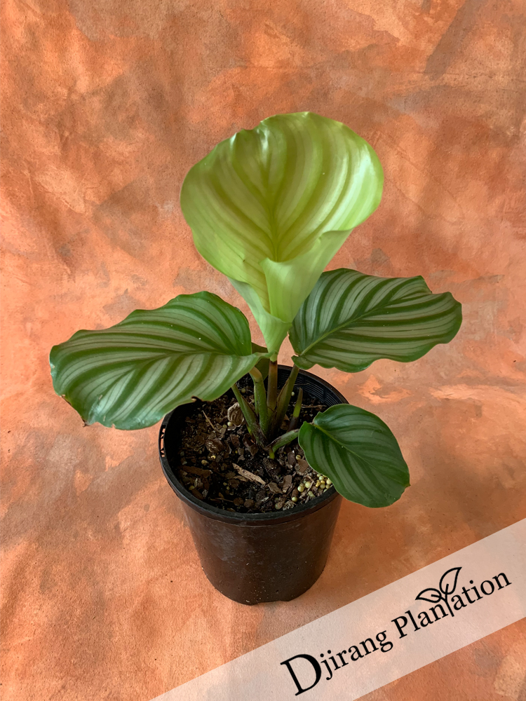 Calathea2