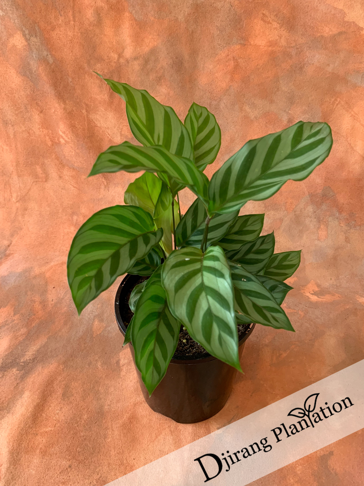Calathea3
