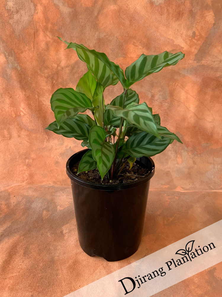 Calathea4