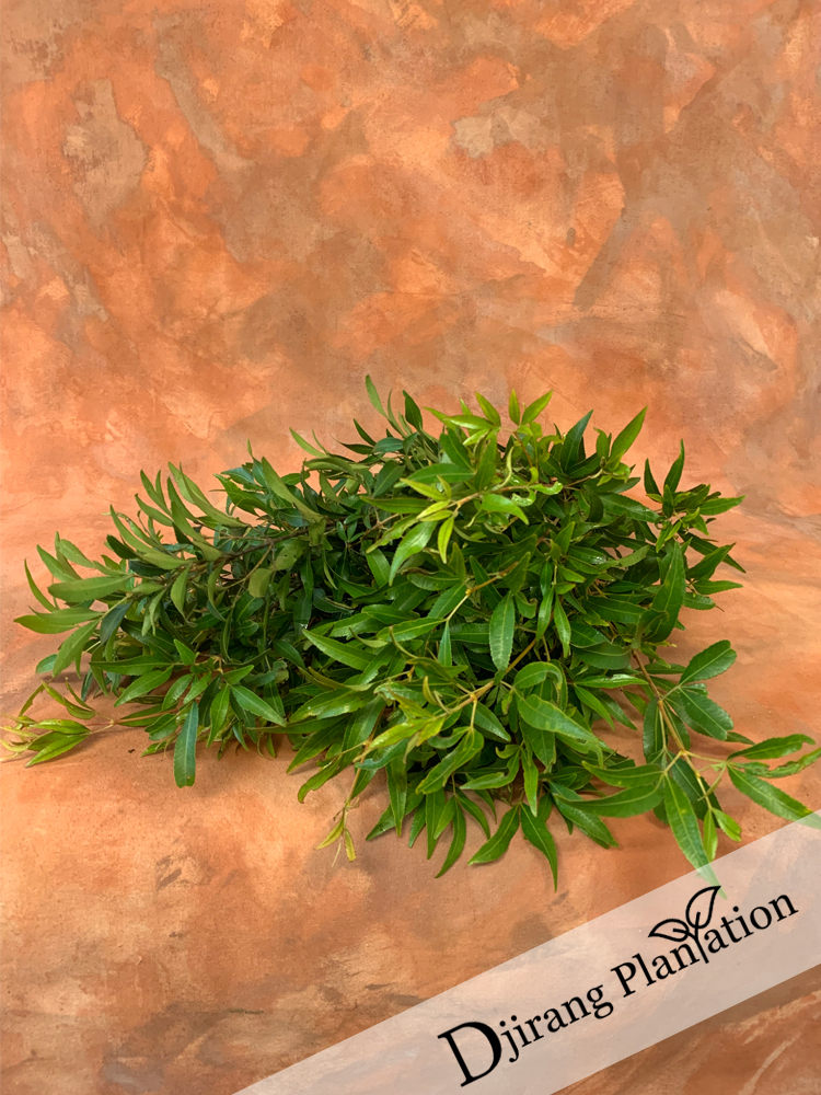 Christmasbush1