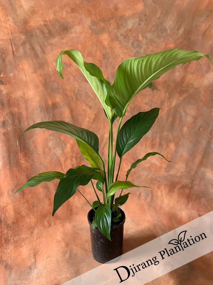 Peace lily