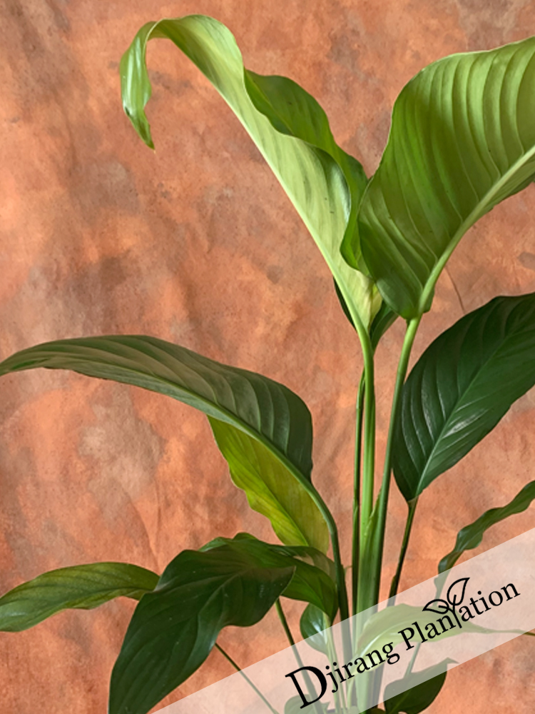 Peace lily1