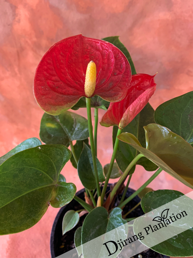 Anthurium1
