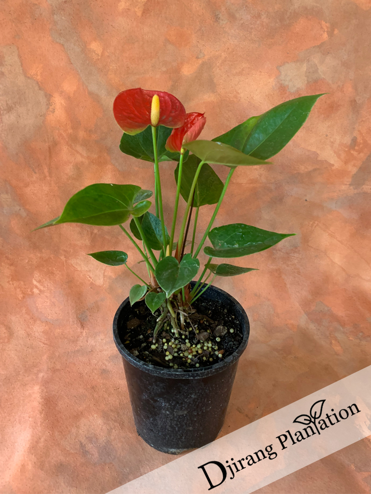 Anthuriums